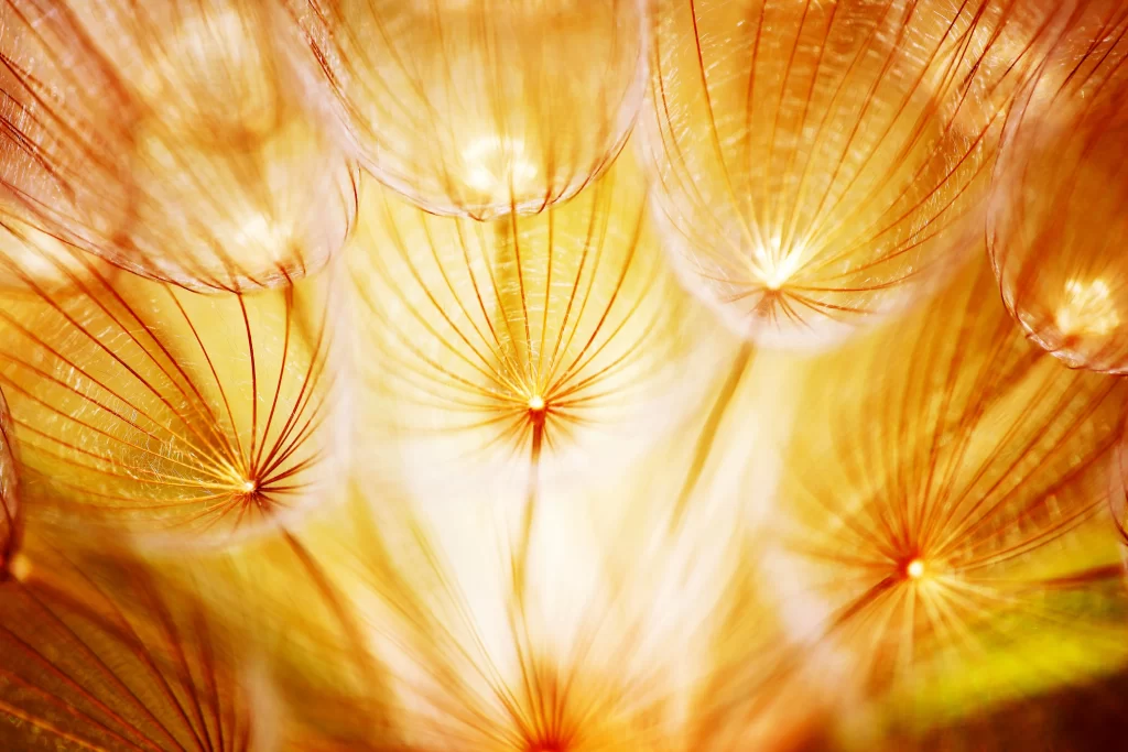 Yellow Dandelion Delicate Feathery Transparent