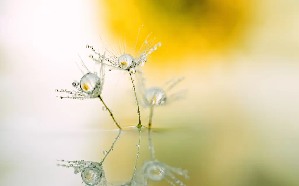 Yellow Dandelion Dewdrops Delicate Reflection