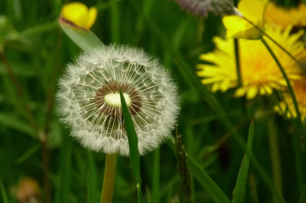 Yellow Dandelion Seed Head Green warm Grass