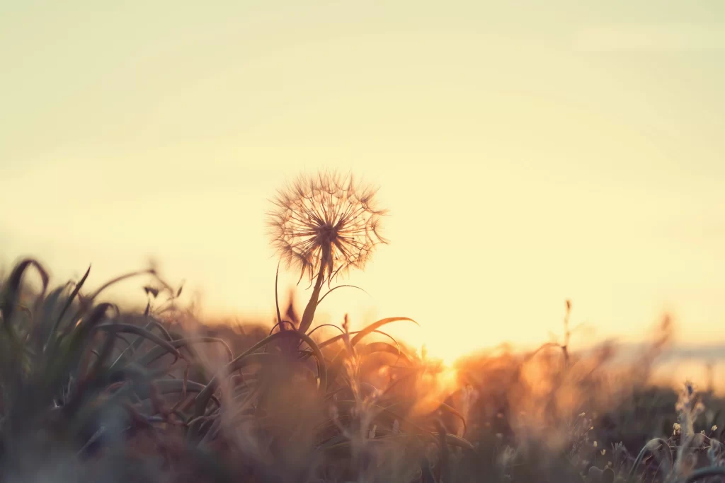 Yellow Dandelion Seed Head Grassland Sunlight