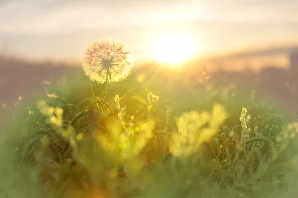 Yellow Dandelion Seed Head Sunlight Grass Field