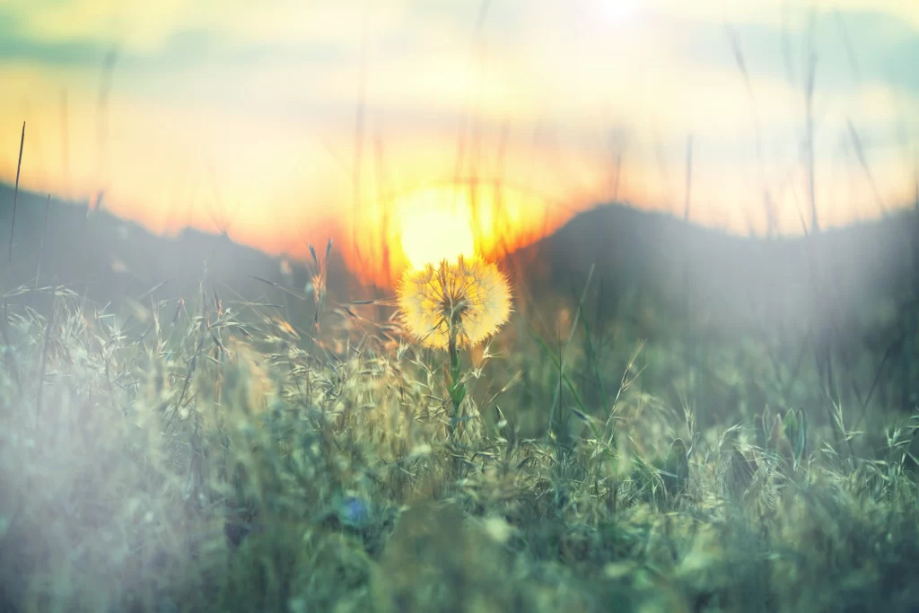 Yellow Dandelion Seed Head Grassland Sunset