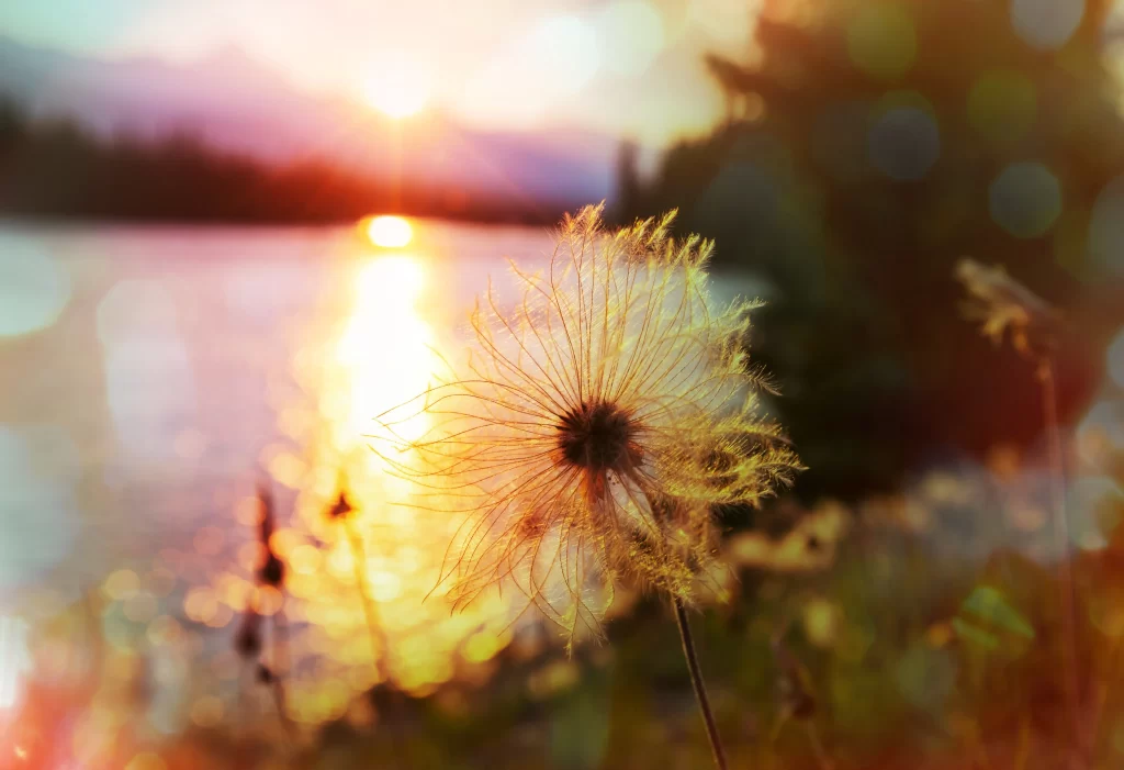 Yellow Dandelion Seed Head Sunlight Reflection Nature