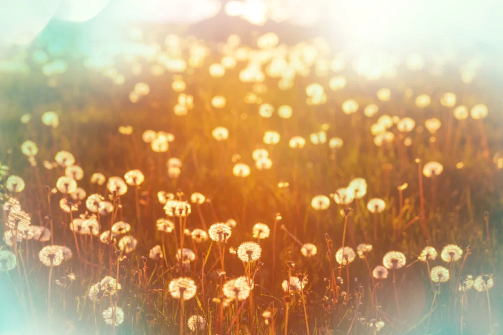 Yellow Dandelion Seed Heads Field Sunlight