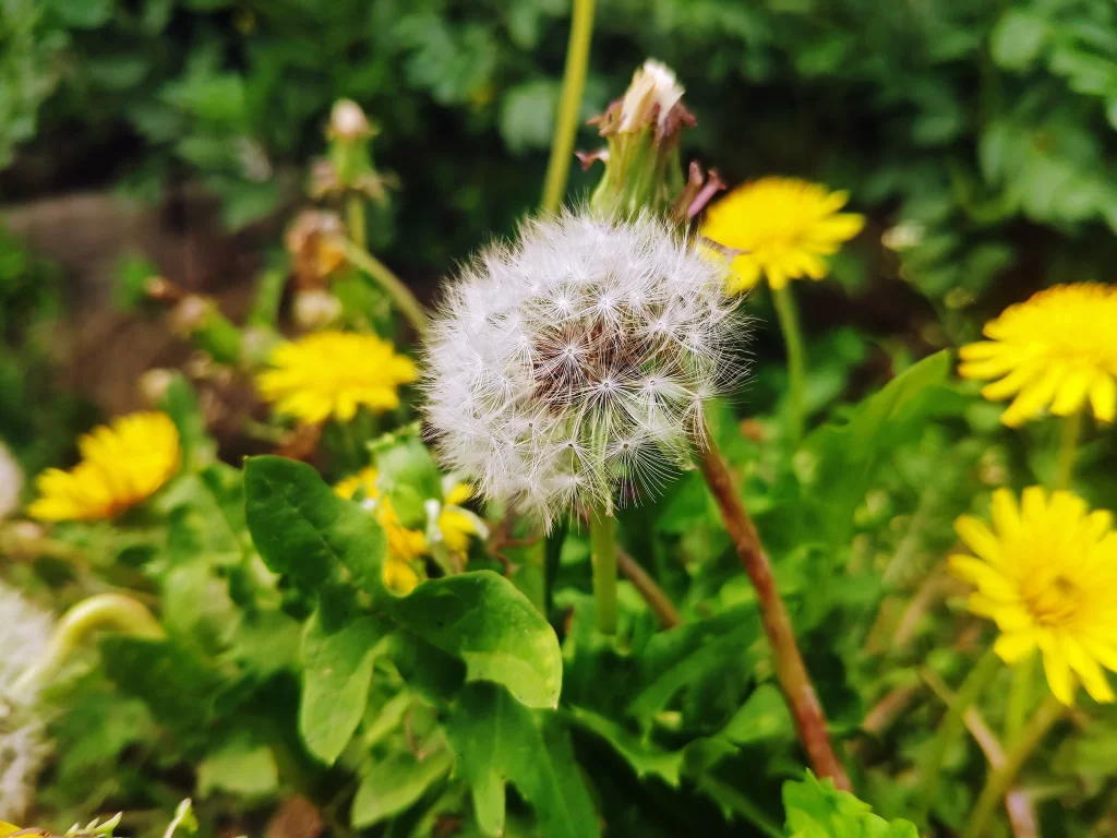 Yellow Dandelion Seed Head Green warm Leaves