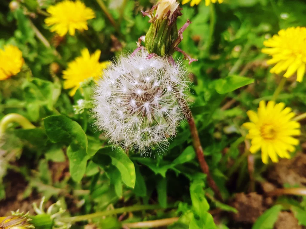 Yellow Dandelion Seed Head Green warm Leaves