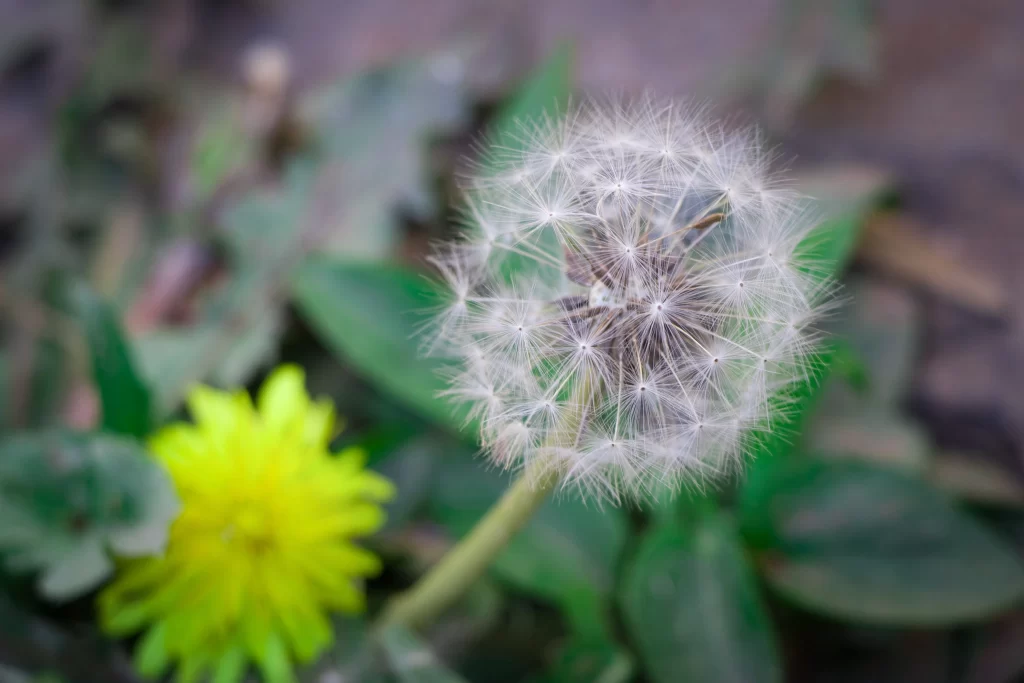 Yellow Dandelion Seed Head Green gray Leaves