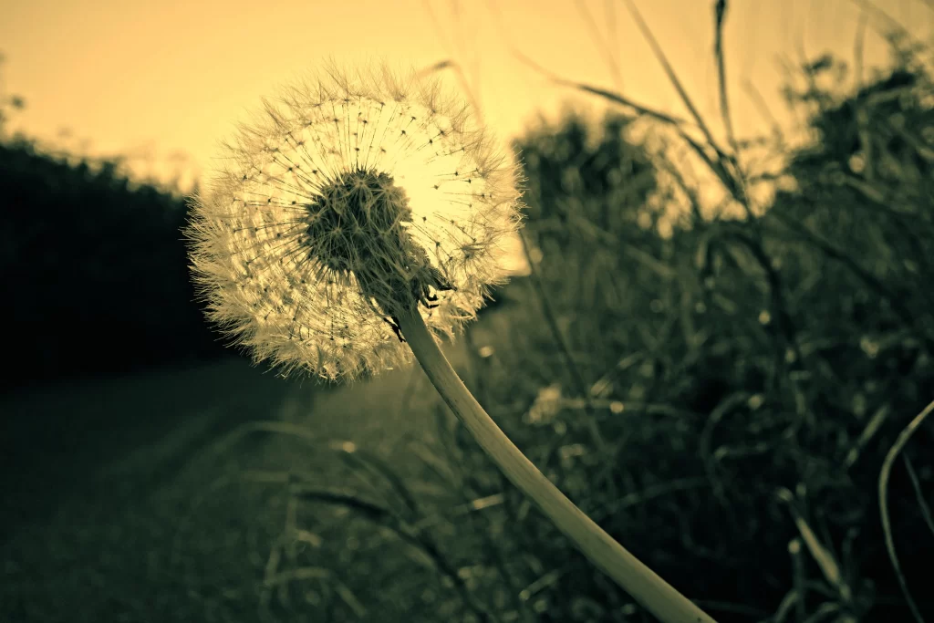 Yellow Dandelion Seed Head Delicate Feathers warm Nature