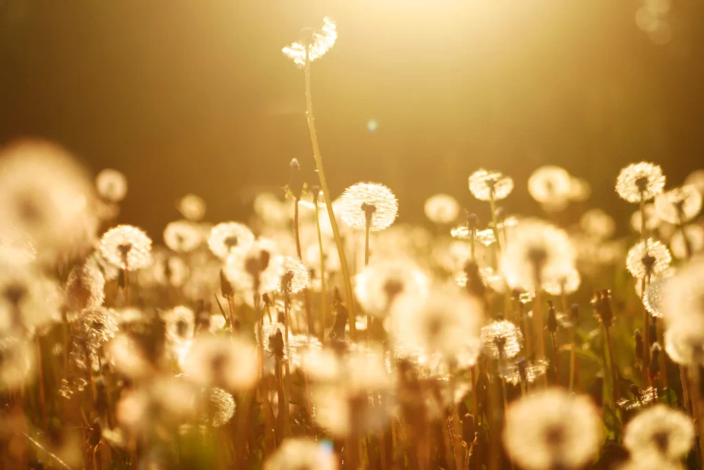 Yellow Dandelion Seed Head Sunlight Delicate