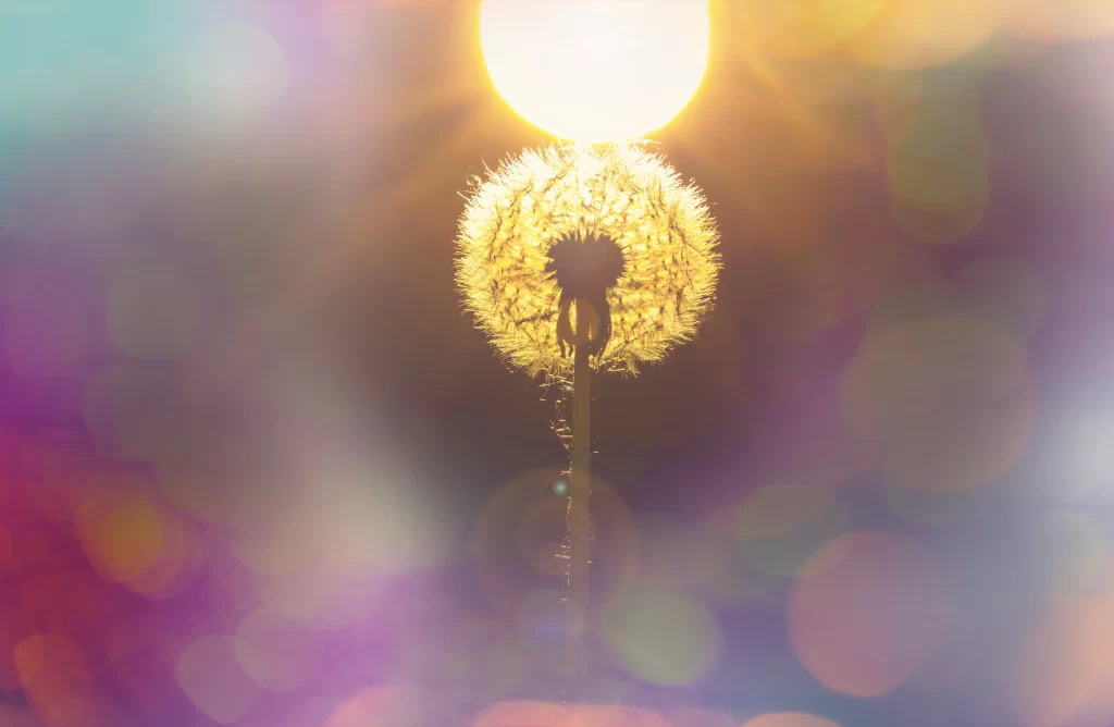 Yellow Dandelion Silhouette Sunlight Bokeh