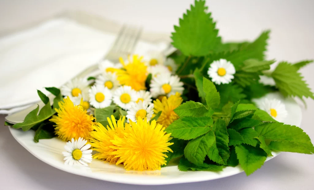 Yellow Dandelion White Daisy Green Leaves Bright Blooms