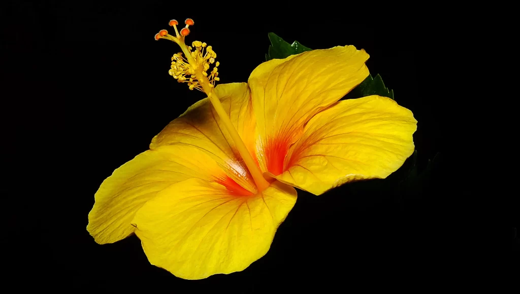 Yellow Hibiscus Petals Bright Center Stamen