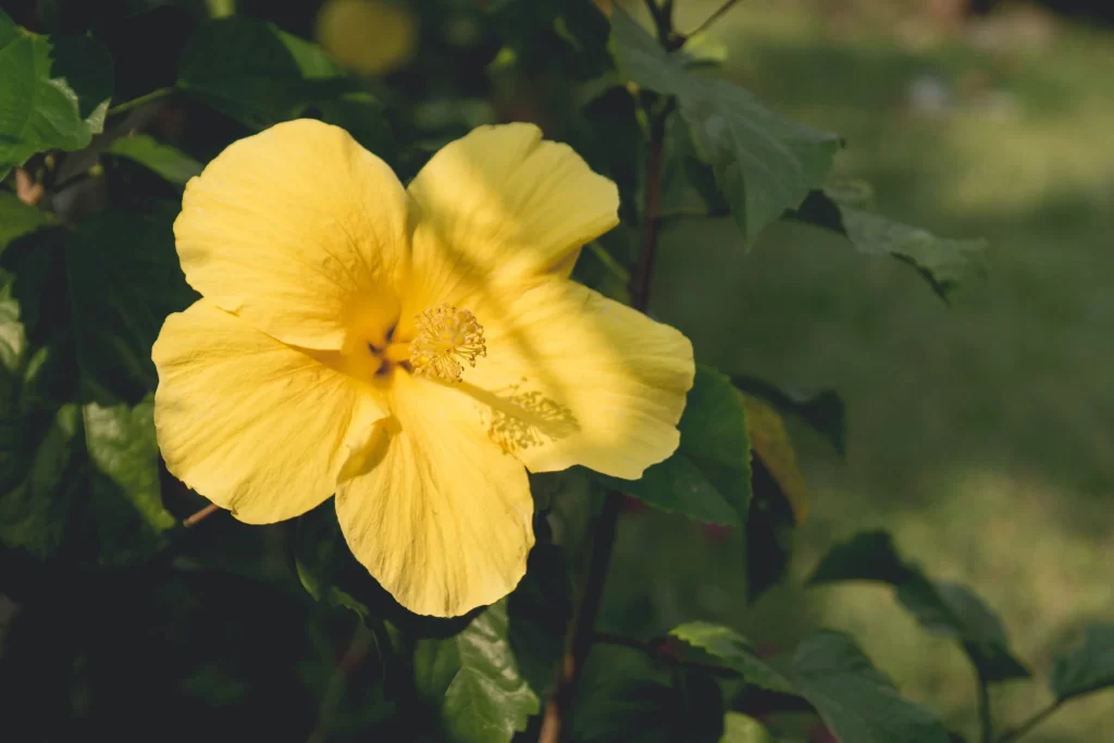 Yellow Hibiscus Petals Center Green Leaves