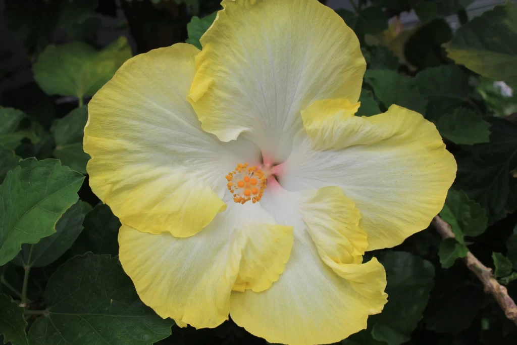 Yellow Hibiscus Petals Center Orange