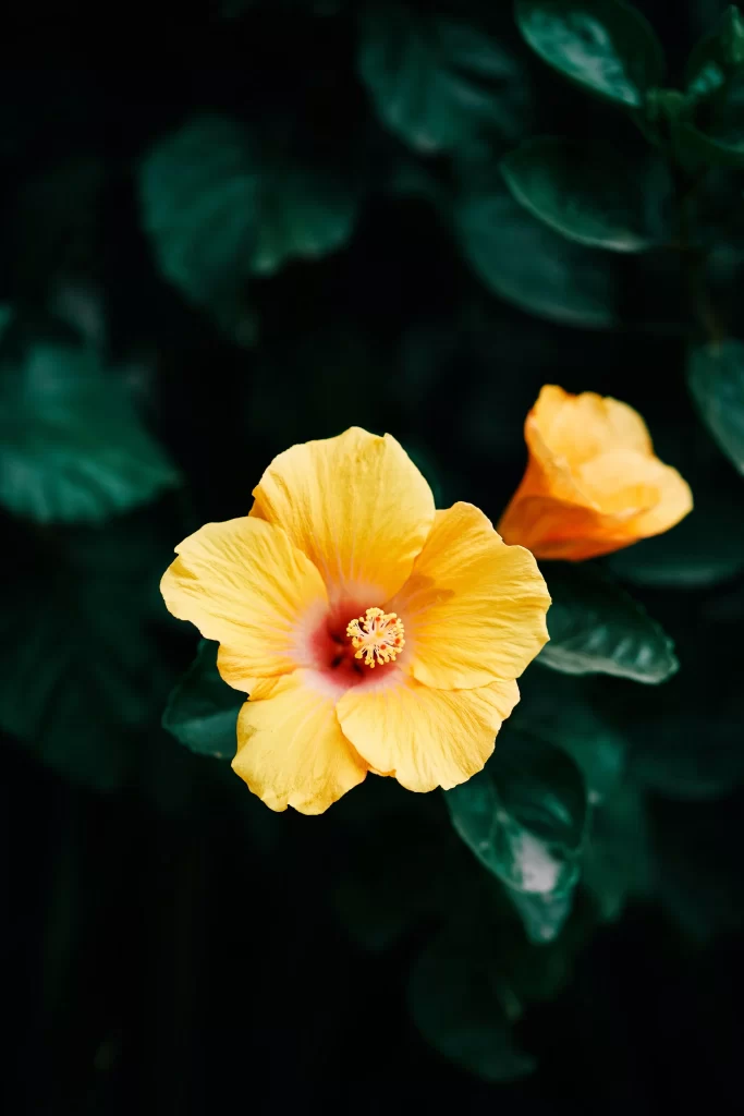 Yellow Hibiscus Petals Dark Green Leaves