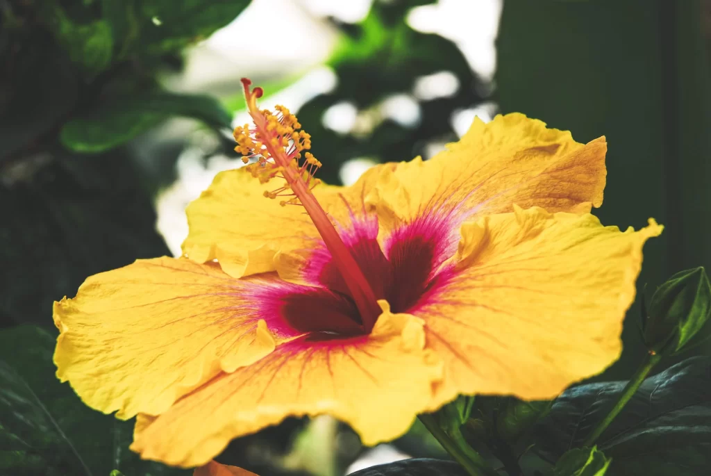 Yellow Hibiscus Petals Red Center Stamen