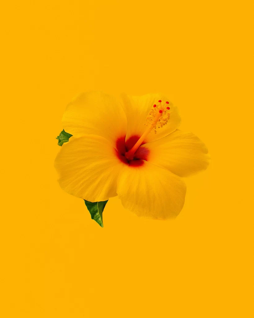 Yellow Hibiscus Petals Red Center Green Leaves