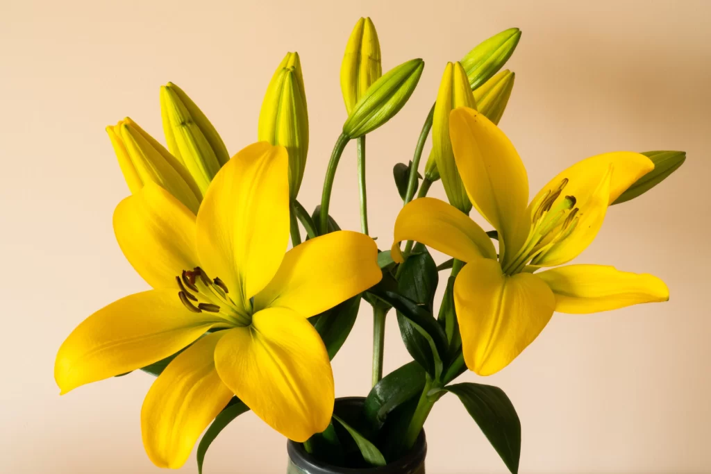 Yellow Lily Trumpet Blooms Close Up Garden