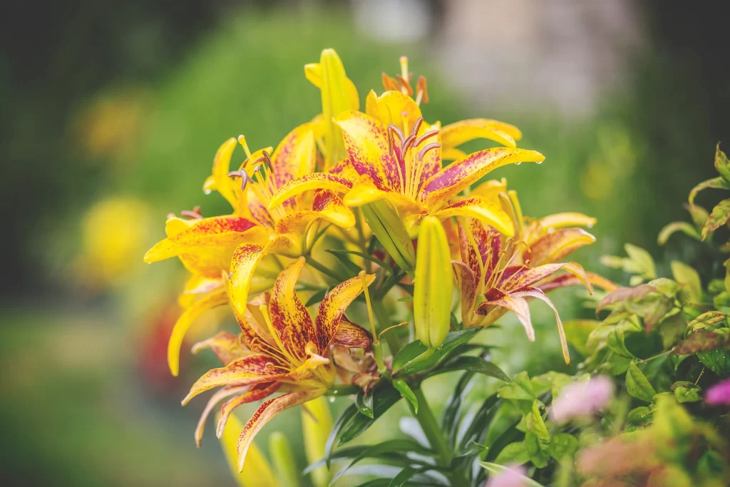 Yellow Lily Trumpet Shaped Blooms Close Up Garden Blooming