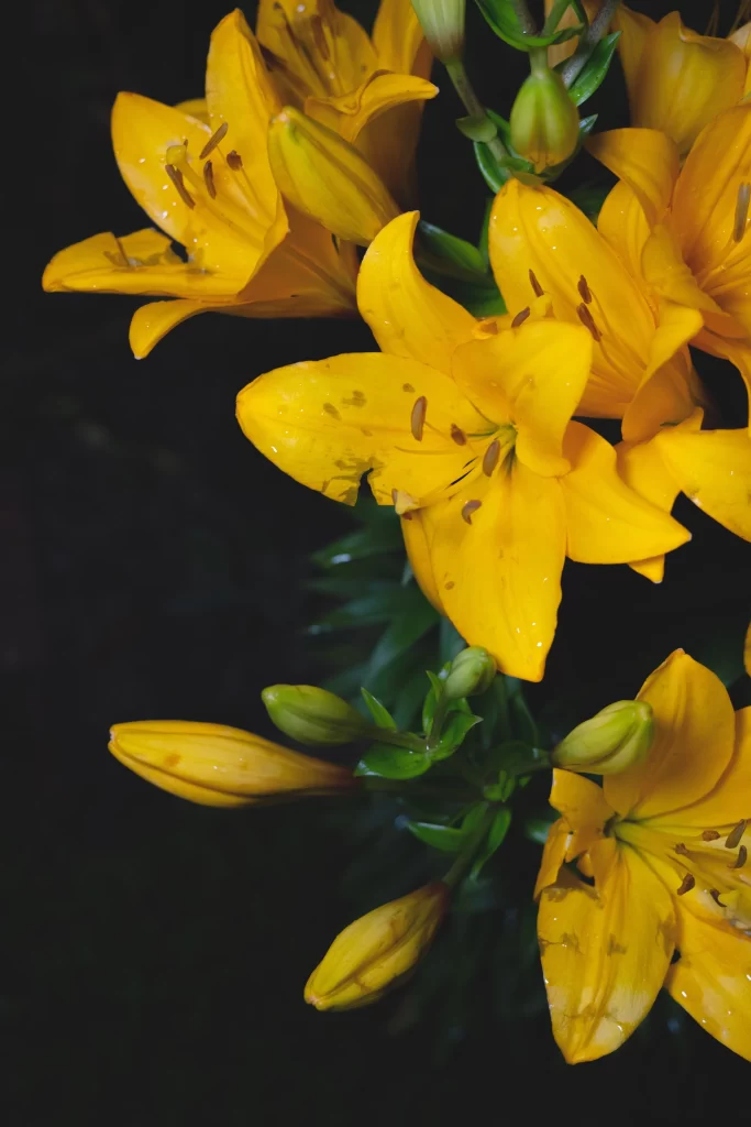 Yellow Lily Trumpet-shaped Blooms Close Up Garden neutral Blooming