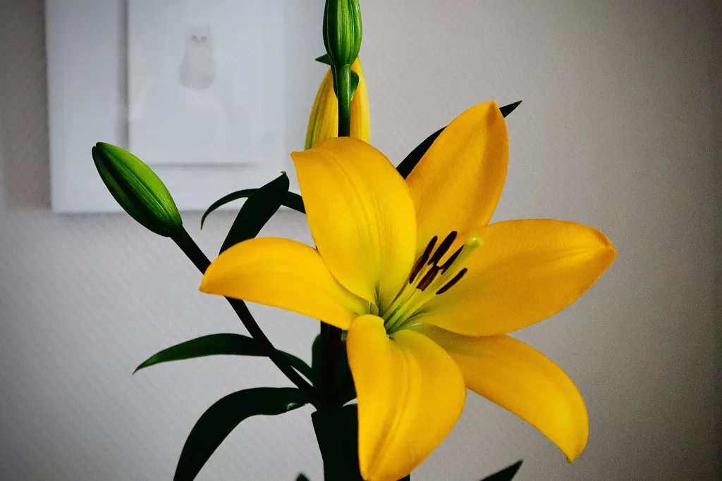 Yellow Lily Trumpet-shaped Blooms Petals Close Up