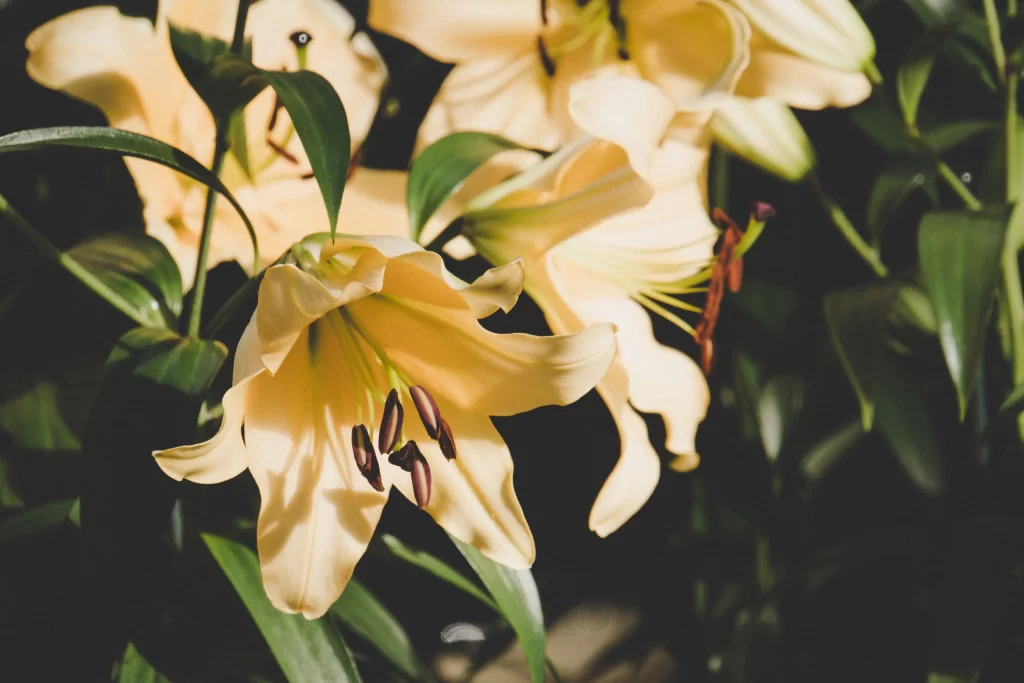 Yellow Lily Trumpet-shaped Blooms Petals Green Leaves