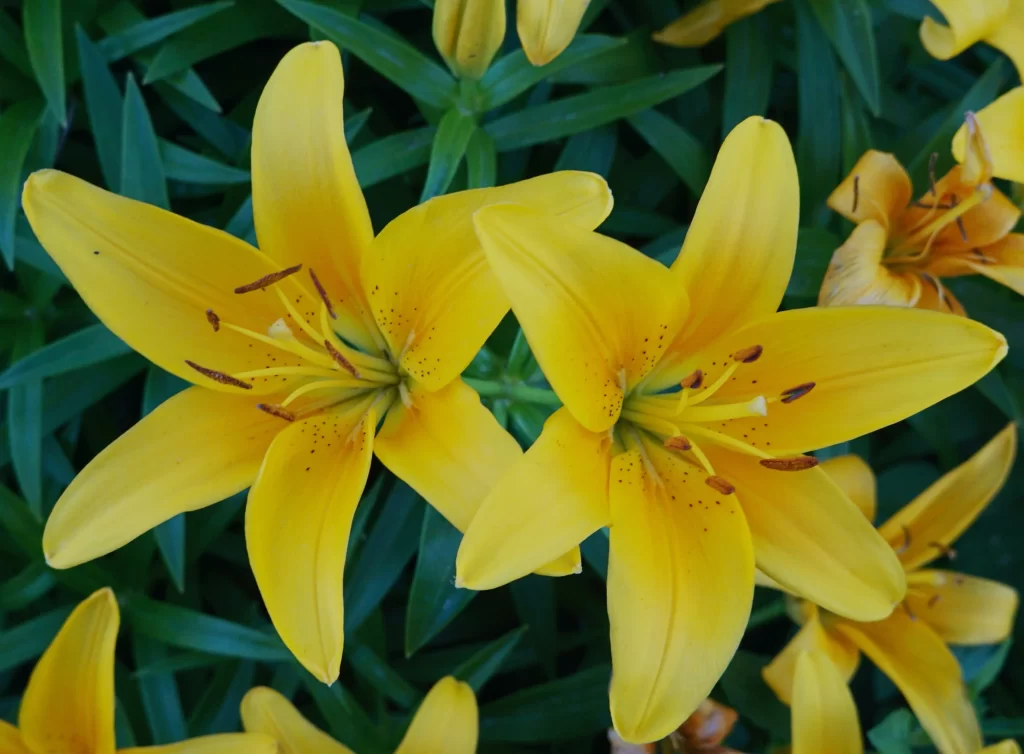 Yellow Lily Trumpet-shaped Blooms Close Up Garden neutral Blooming