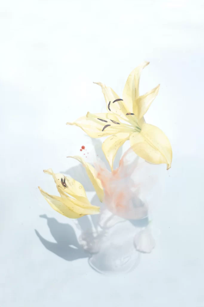 Yellow Lily Trumpet-shaped Blooms Petals