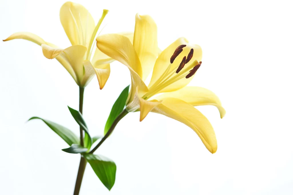 Yellow Lily Trumpet-shaped Blooms Petals Stamen