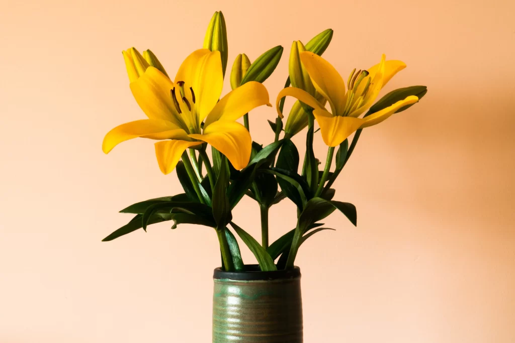 Yellow Lily Trumpet-shaped Blooms Green Leaves Vase