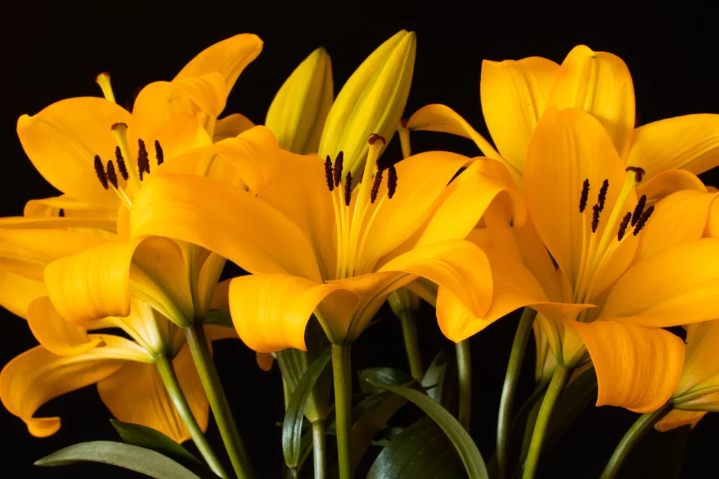 Yellow Lily Trumpet-shaped Blooms Close Up Macro