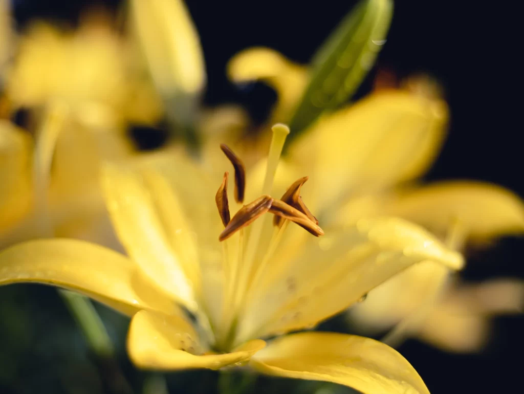 Yellow Lily Trumpet-shaped Blooms Close Up Petals