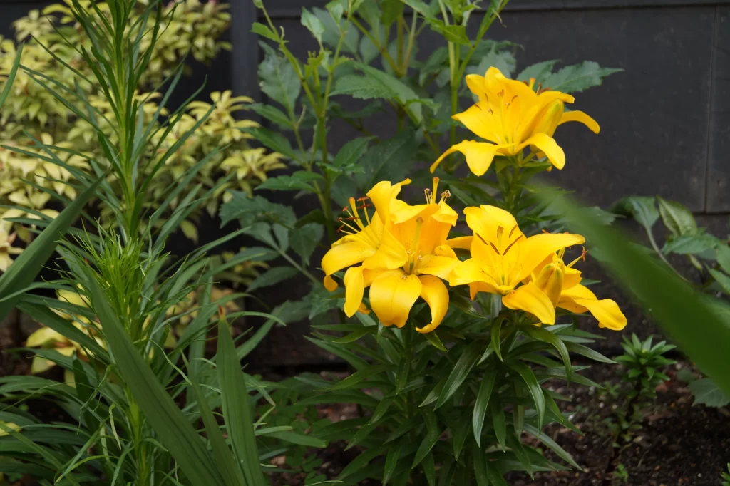 Yellow Lily Trumpet-shaped Blooms Close Up Garden neutral Blooming