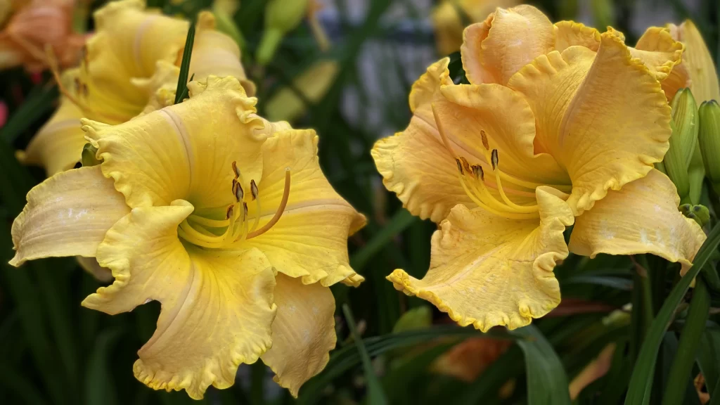 Yellow Lily Trumpet-shaped Blooms Close Up Garden Macro