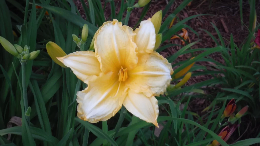 Yellow Lily Trumpet-shaped Blooms Petals Garden Blooming
