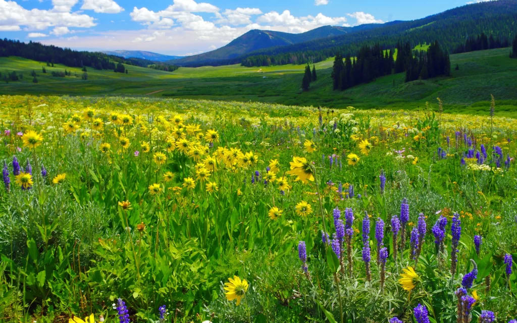 Yellow Lupine Flower Blooming Meadow Green