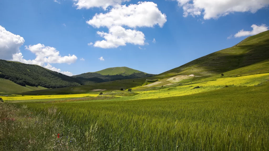Yellow Mustard Flower Green Grass Blue Sky White Cloud