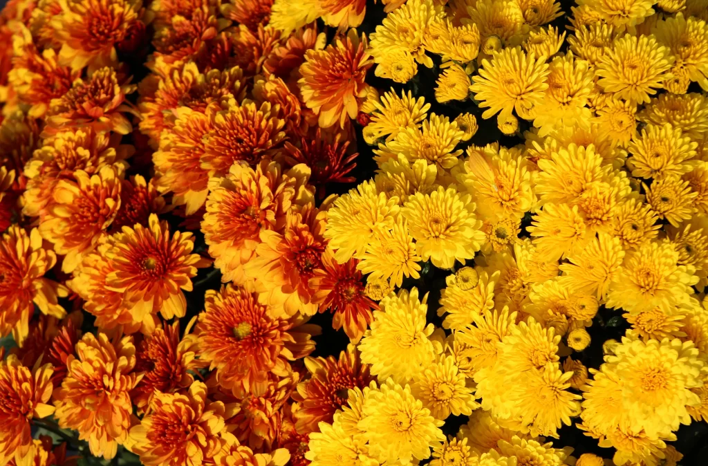 Yellow Orange Chrysanthemum Dense Petals Bright