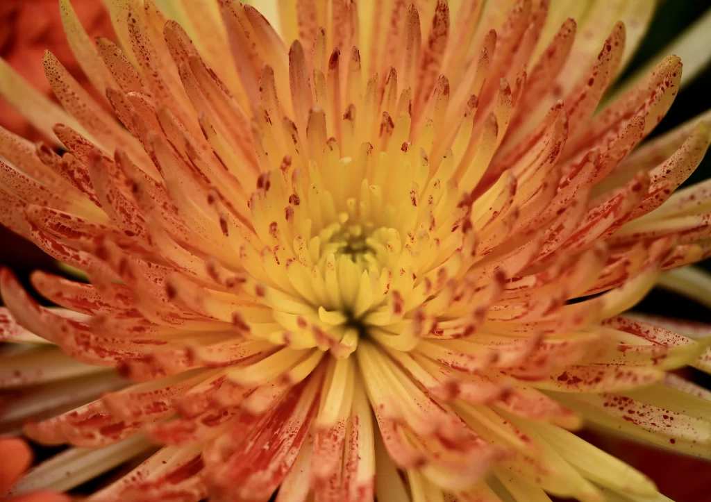 Yellow Orange Chrysanthemum Petals Speckled