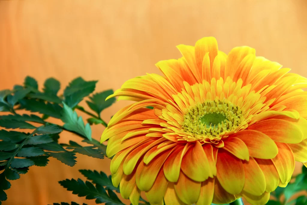 Yellow Orange Chrysanthemum Petals Center Green