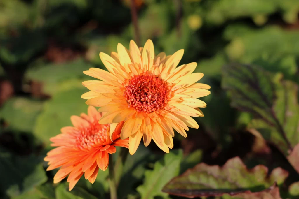 Yellow Orange Chrysanthemum Petals Center Green Leaves