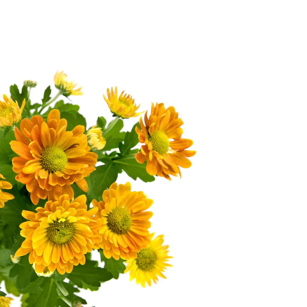 Yellow Orange Chrysanthemum Petals Green Leaves