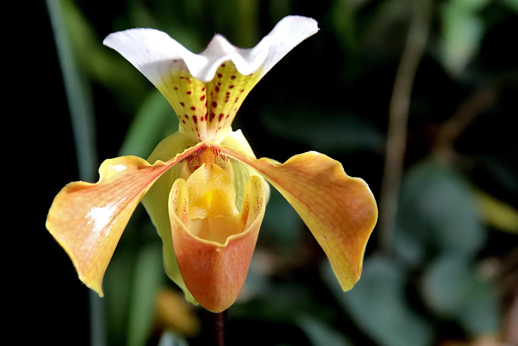 Yellow Orange Orchid Petals Spots
