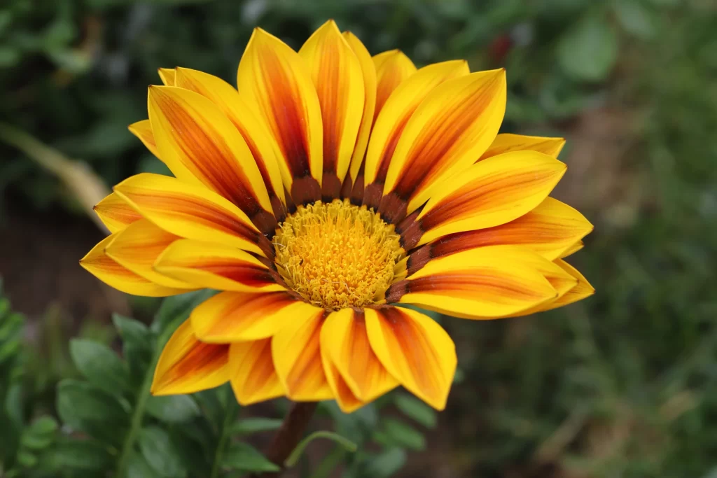 Yellow Orange Petals Center
