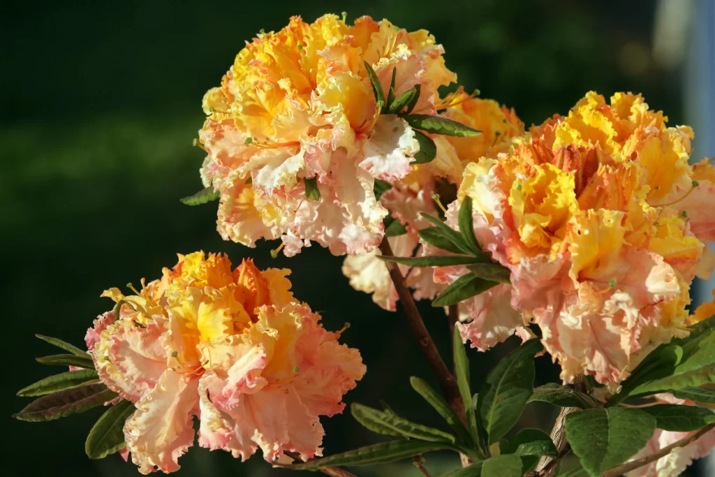 Yellow Orange Pink Rhododendron Petals Ruffled Edges