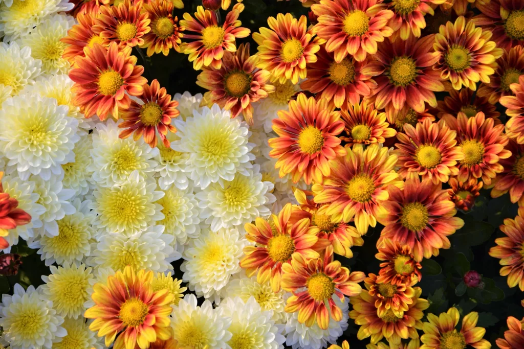 Yellow Orange Red White Petals Center