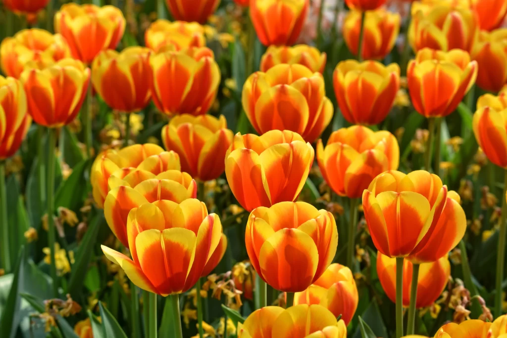 Yellow Orange Tulip Petals Bright Blooming