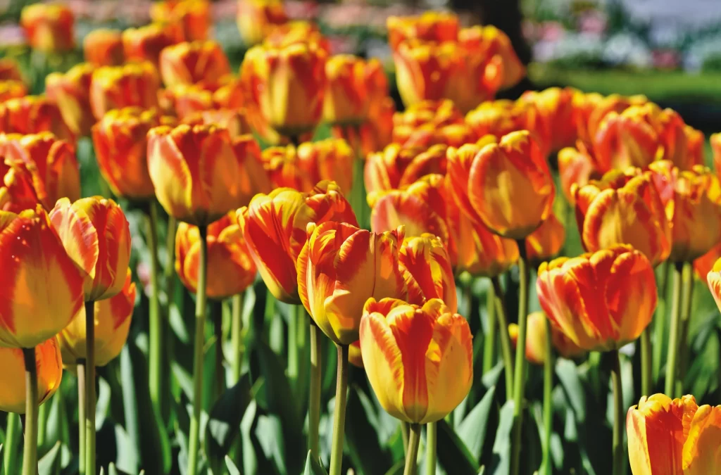 Yellow Orange Tulip Petals Bright Green