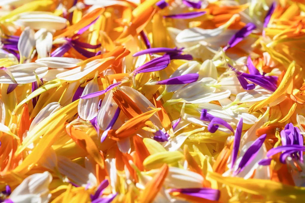 Yellow Orange White Purple Petals Sunlight