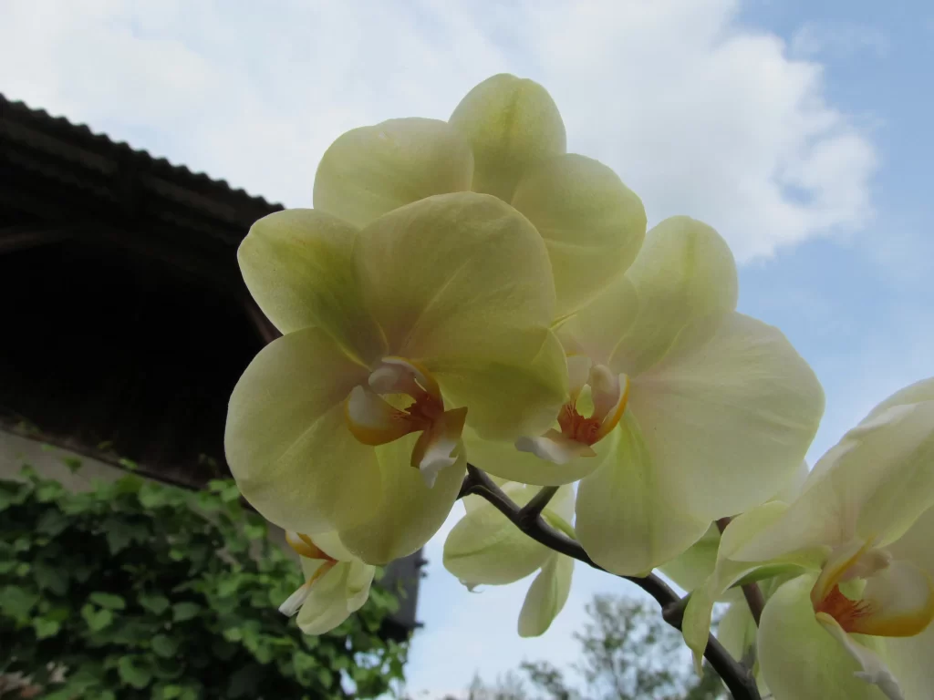 Yellow Orchid Petals Bloom Greenery